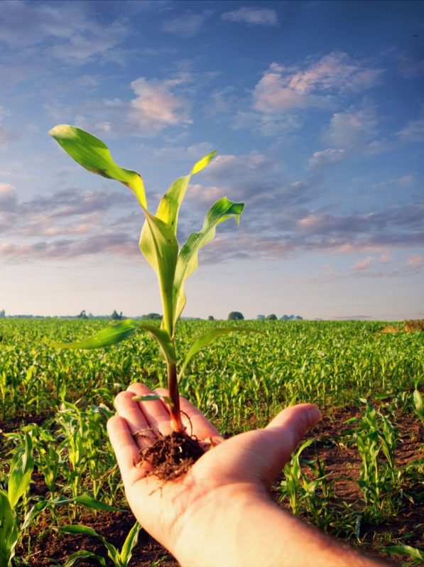 Hand holding a corn plant